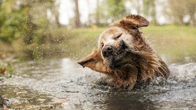 Golden Retriever Shaking — Brown, Active, Autumn