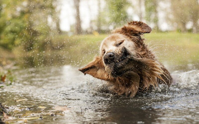 Golden Retriever Shaking — Brown, Active