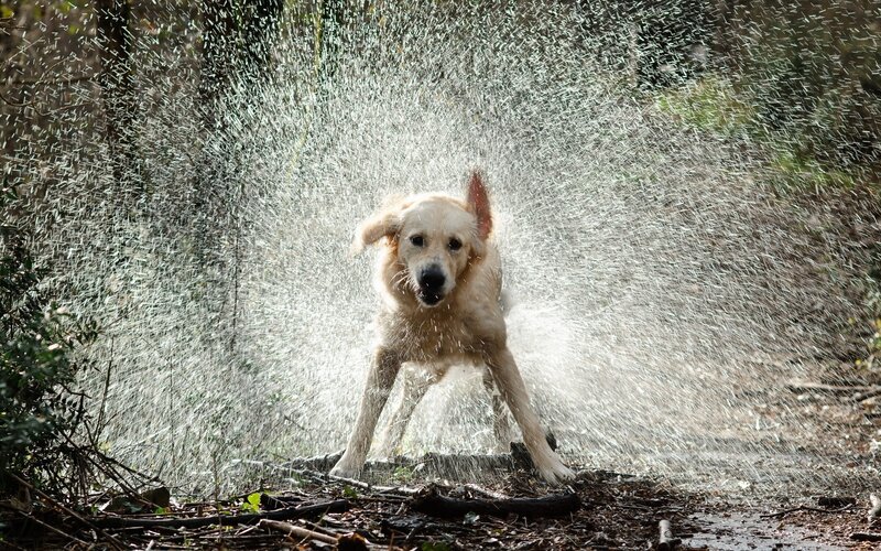 Golden Retriever Shaking — Brown, Dynamic