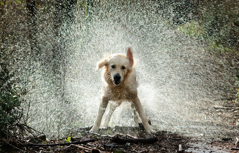 Golden Retriever Shaking — Brown