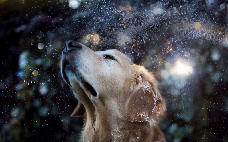 Golden Retriever Shaking Snow