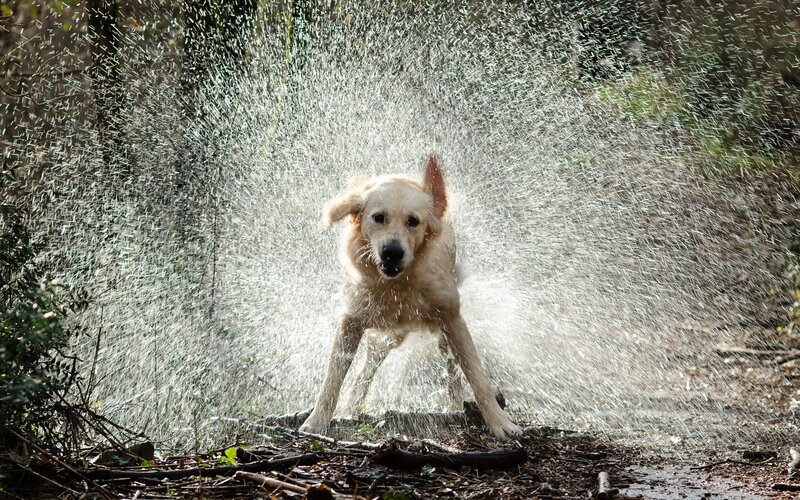 Golden Retriever Shaking — White, Dynamic