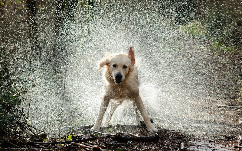 Golden Retriever Shaking — White