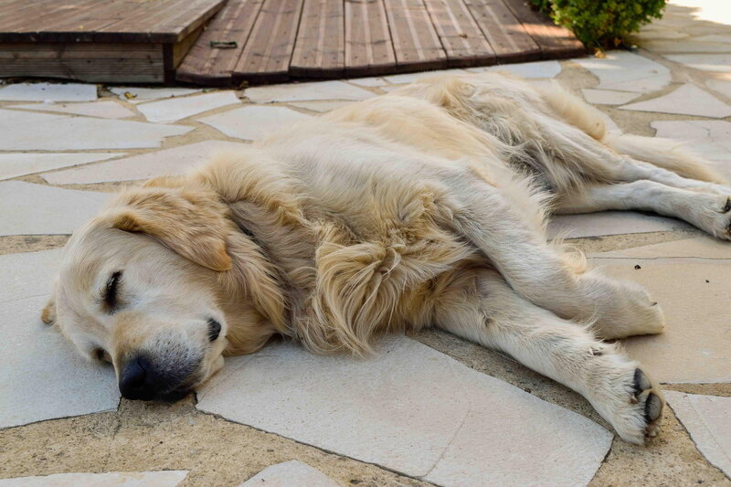 Golden Retriever Sleeping — Beige