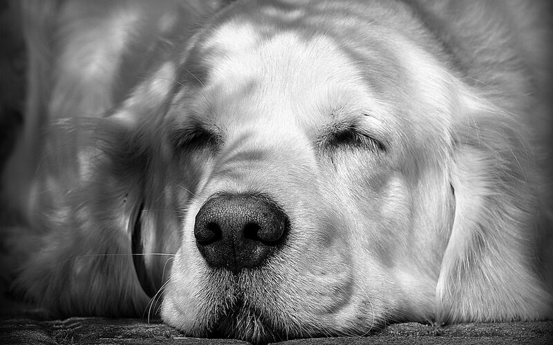 Golden Retriever Sleeping — Black, Peaceful