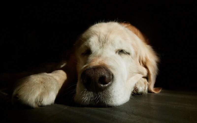 Golden Retriever Sleeping — Black