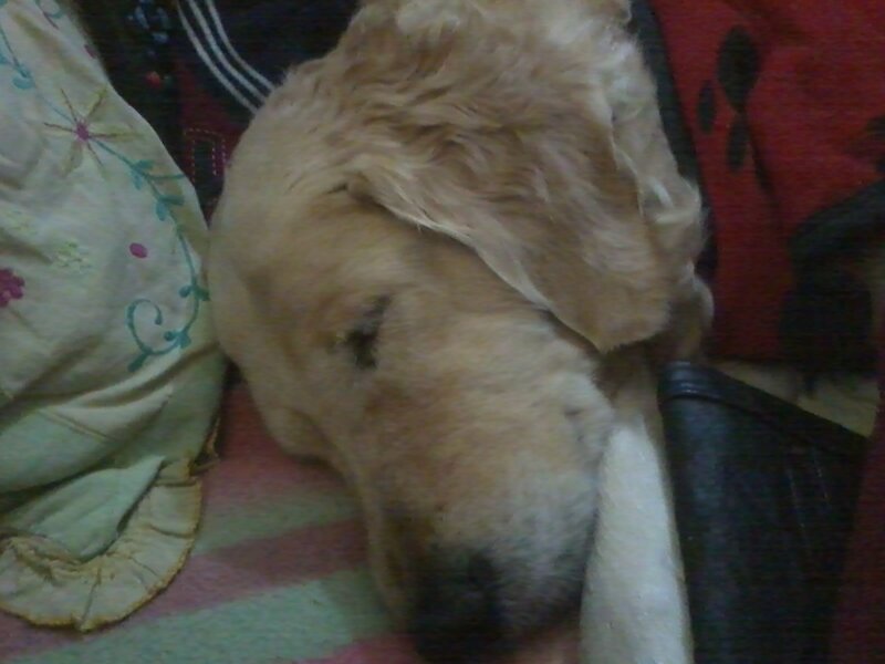 Golden Retriever Sleeping — Brown, Calm, Photograph