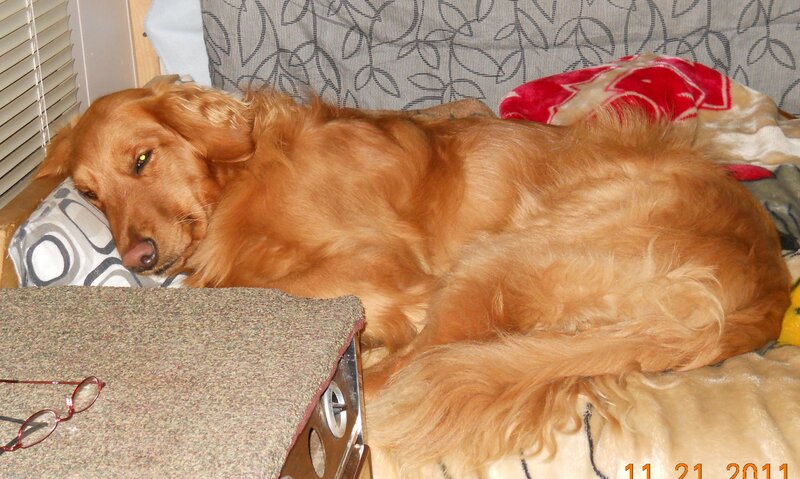 Golden Retriever Sleeping — Brown, Calm