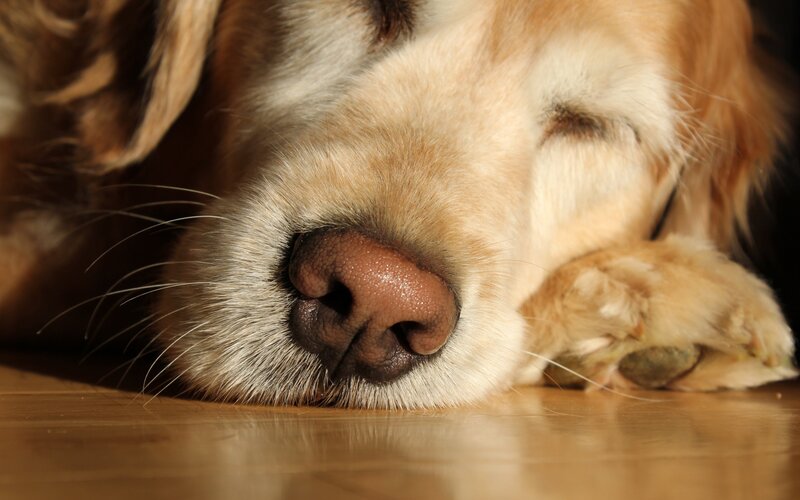 Golden Retriever Sleeping — Brown, Peaceful, Photograph, Floor