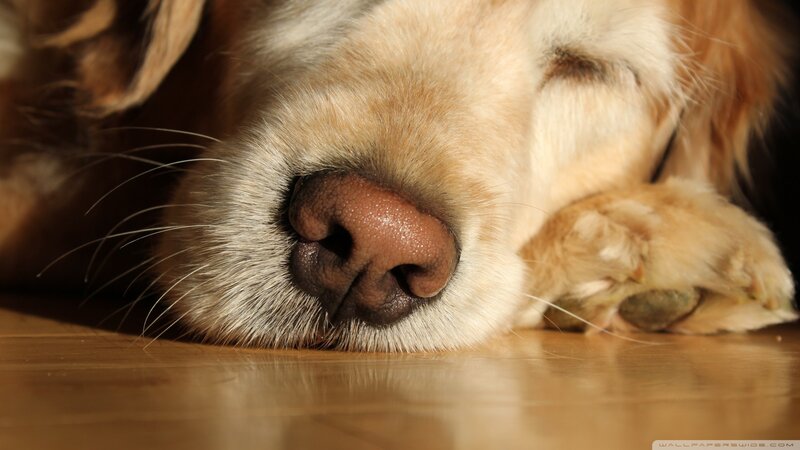 Golden Retriever Sleeping — Brown, Peaceful, Photograph, Paw