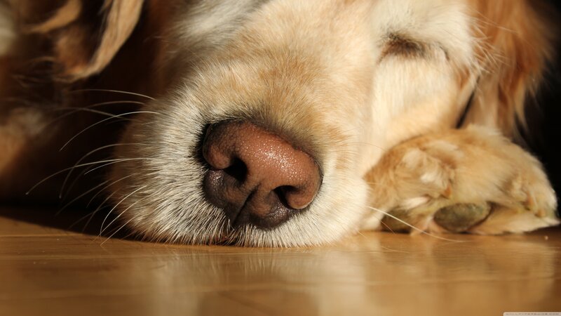 Golden Retriever Sleeping — Brown, Peaceful