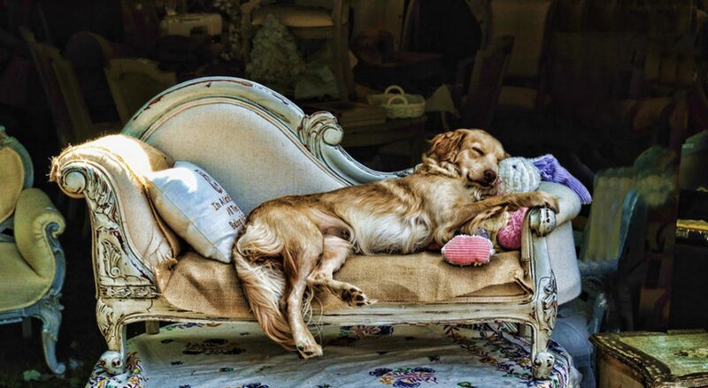 Golden Retriever Sleeping — Brown