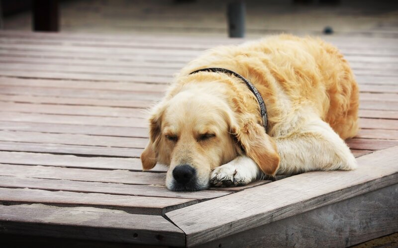 Golden Retriever sleeping on deck