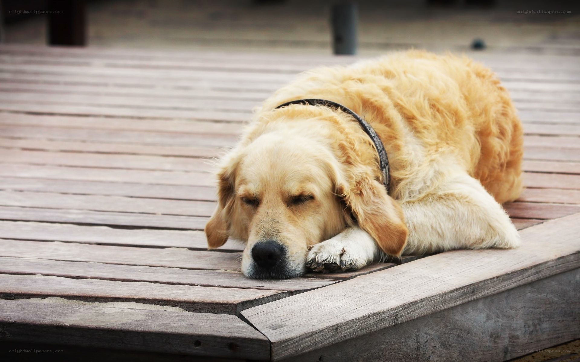 Golden Retriever sleeping on deck