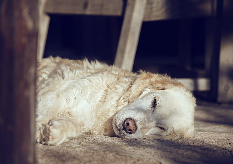 Golden Retriever Sleeping — White, Peaceful