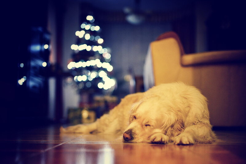 Golden Retriever Sleeping — White