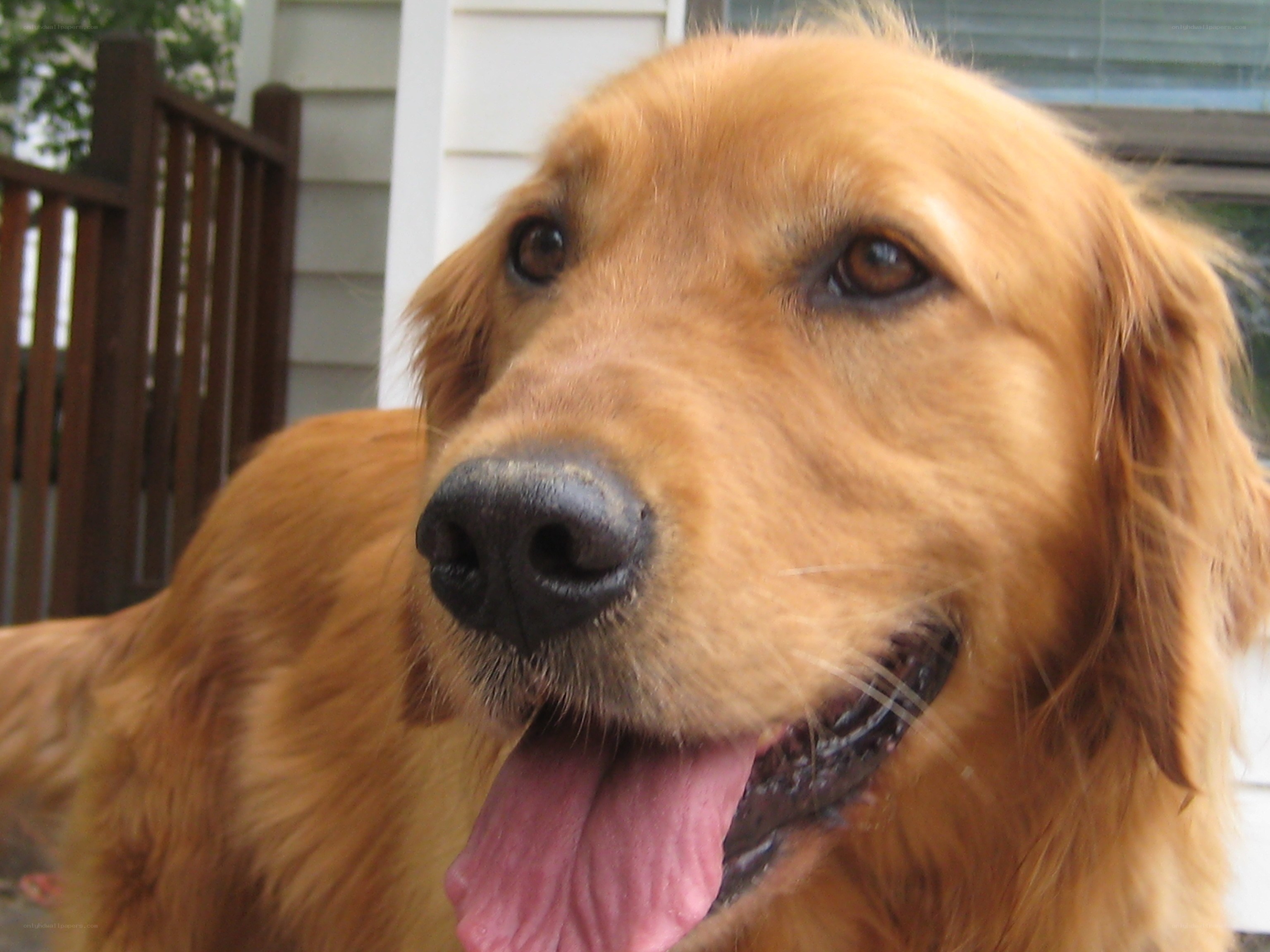 Golden Retriever smiling outside