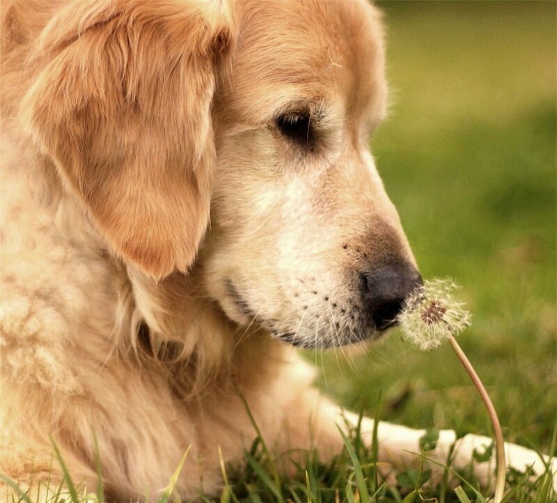 Golden Retriever Sniffing Dandelion