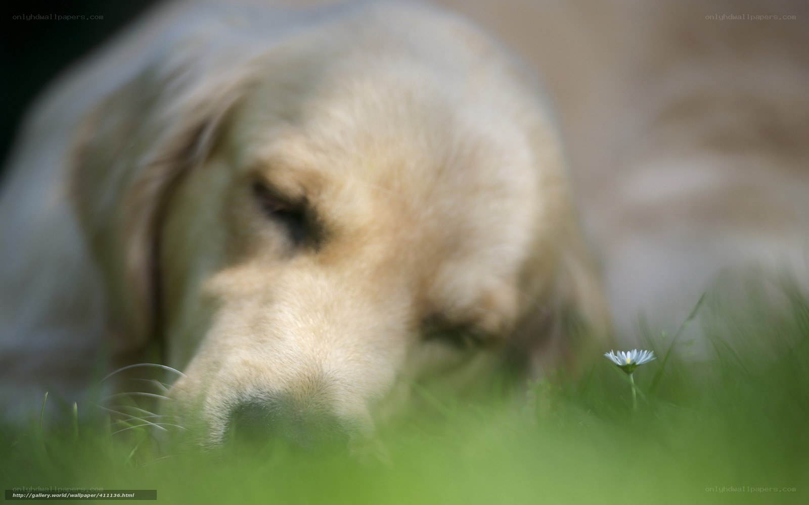 Golden Retriever Sniffing Grass