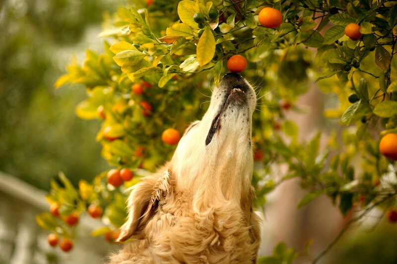 Golden Retriever Sniffing Oranges