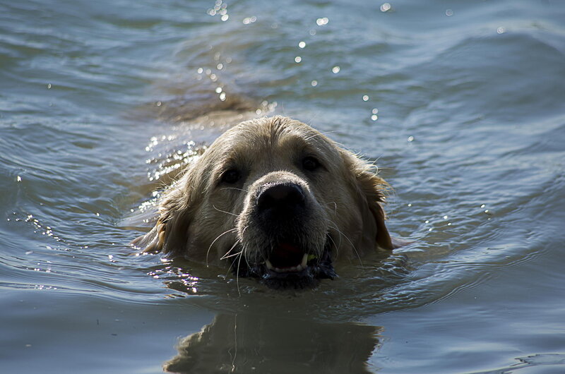 Golden Retriever Swimming — Blue, Active