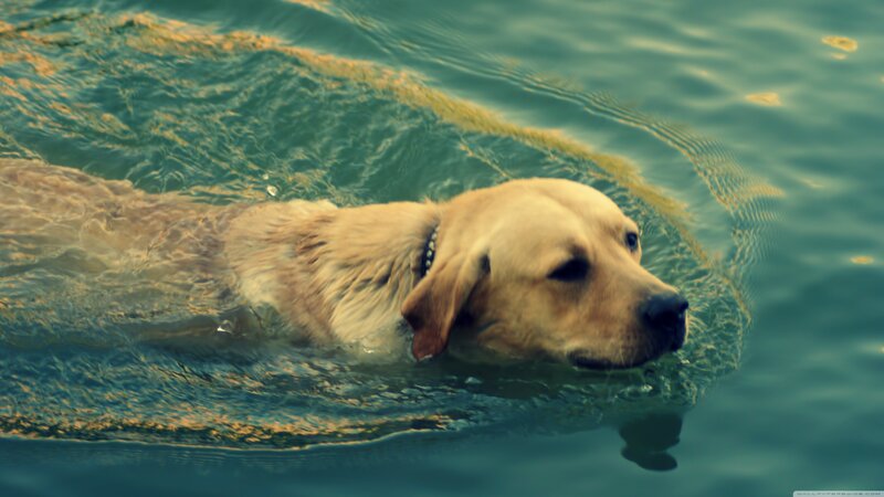 Golden Retriever Swimming — Blue, Calm
