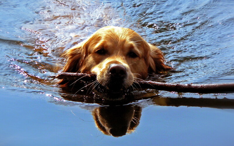 Golden Retriever Swimming — Blue