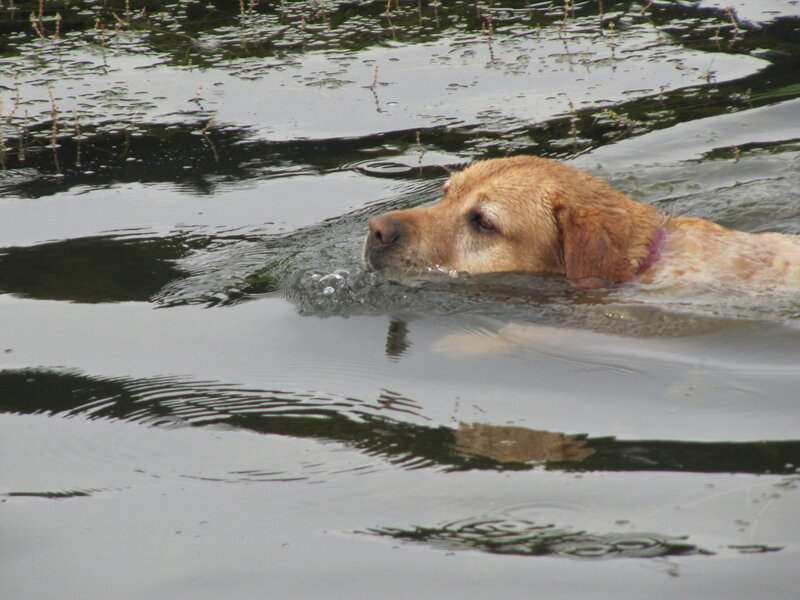 Golden Retriever Swimming — Brown