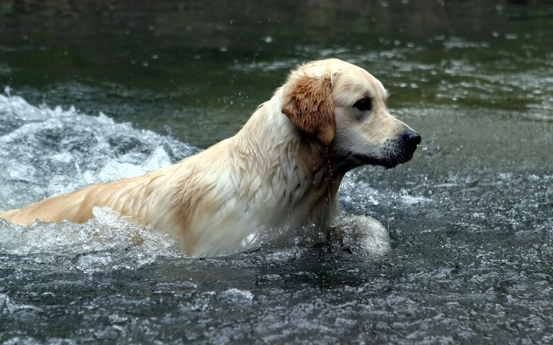 Golden retriever swimming in river