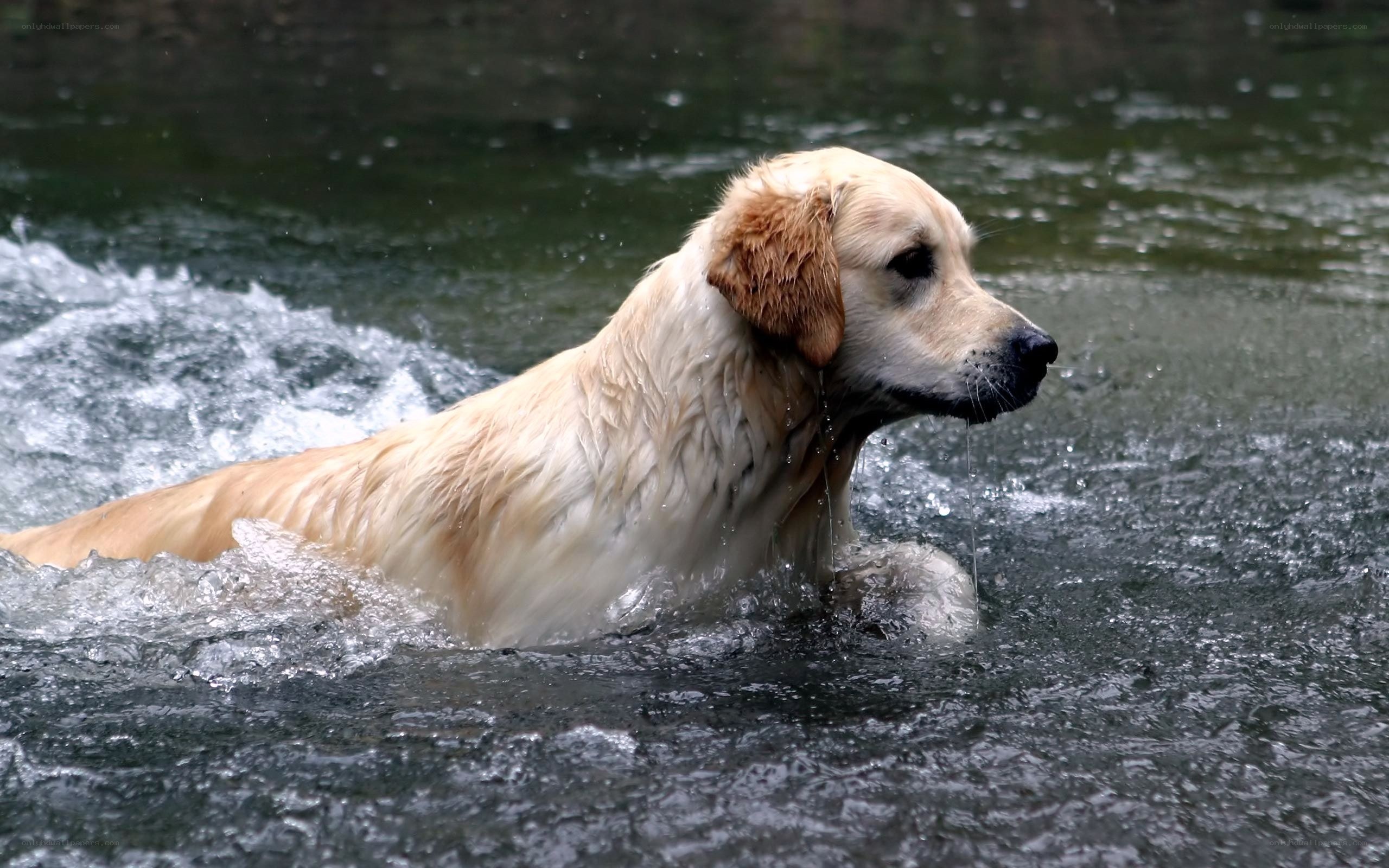 Golden retriever swimming in river