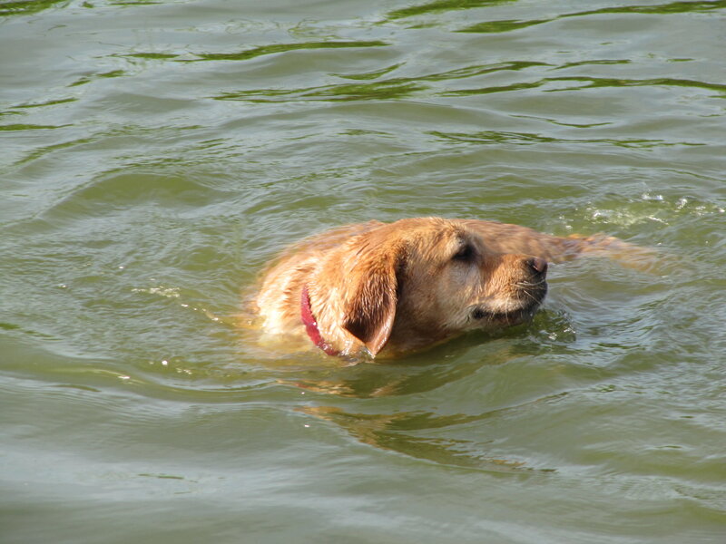 Golden Retriever Swimming