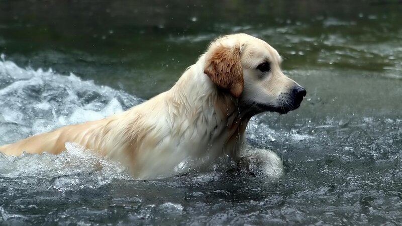 Golden Retriever Swimming — White