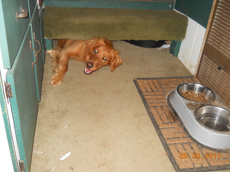 Golden Retriever under Bench