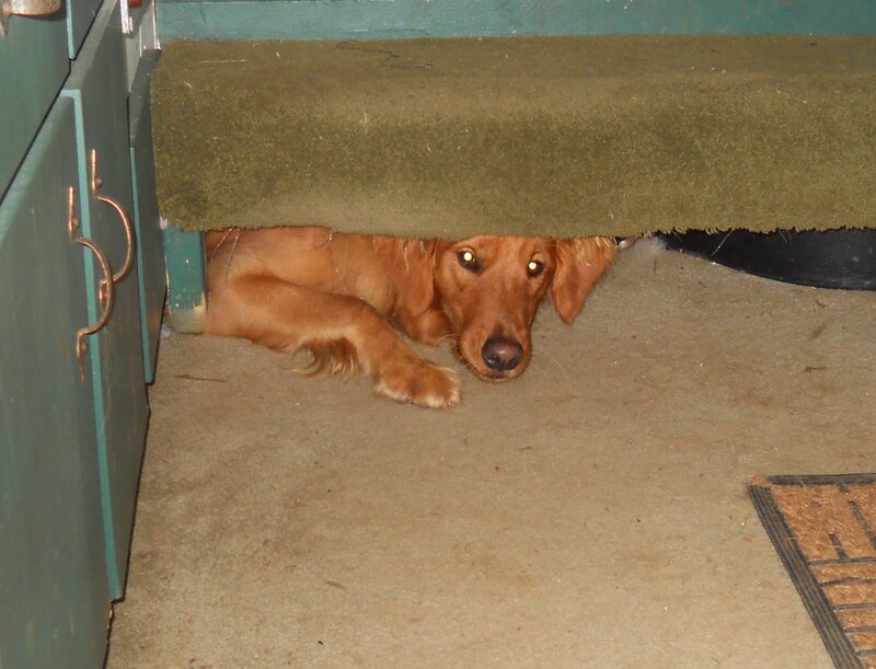 Golden Retriever under Furniture