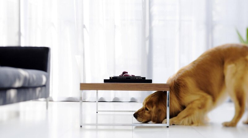 Golden Retriever under Table