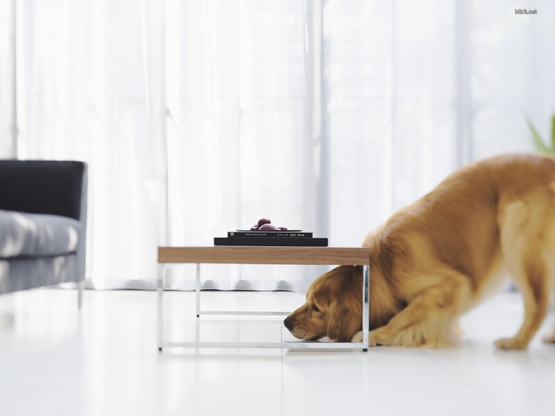 Golden Retriever under Table — White, Serene