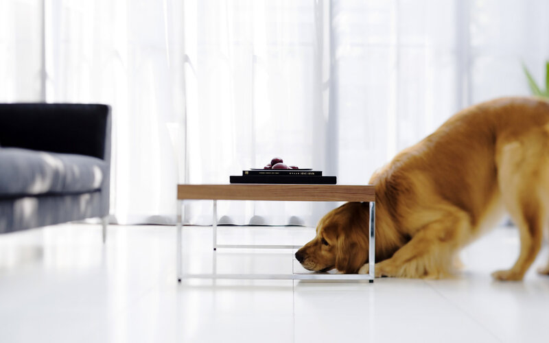Golden Retriever under Table — White