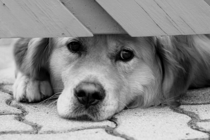 Golden Retriever under Wood