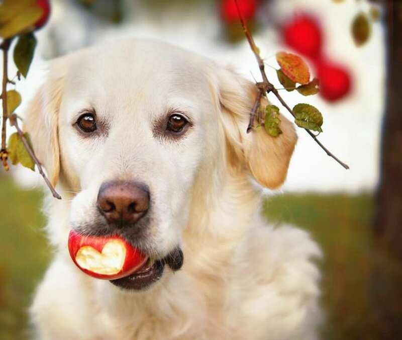 Golden Retriever with Apple
