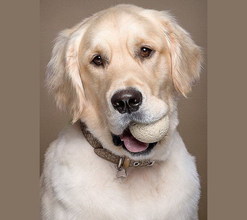 Golden Retriever with Ball — Beige