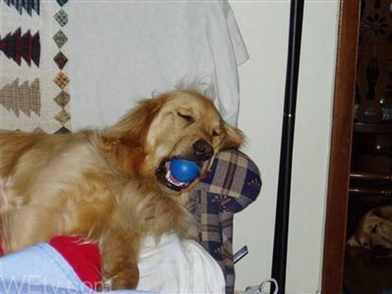 Golden Retriever with Ball — Brown