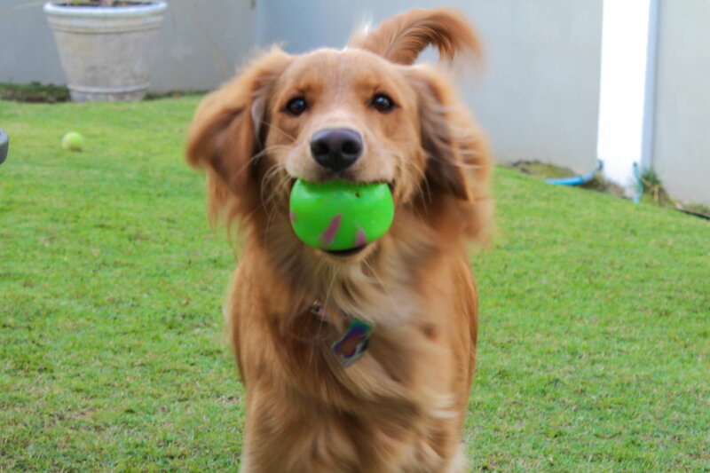 Golden Retriever with Ball — Green, Playful