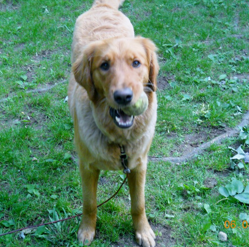 Golden Retriever with Ball — Green