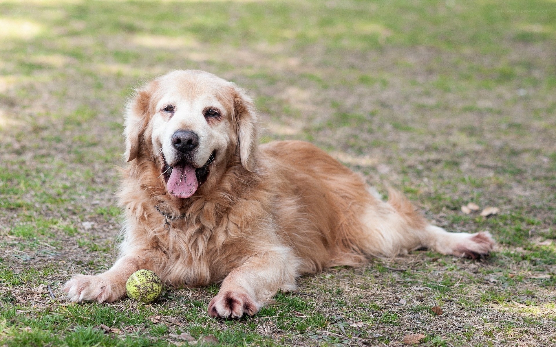 Golden Retriever with Ball