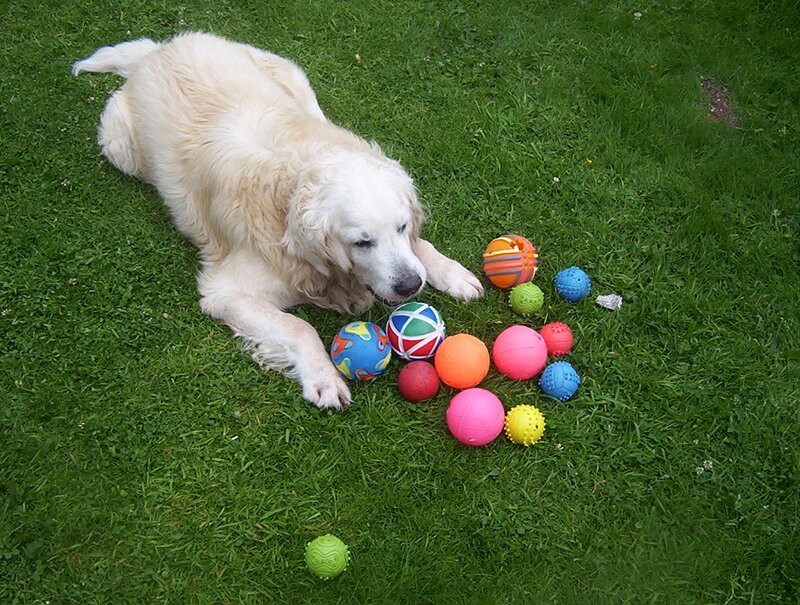 Golden Retriever with Balls