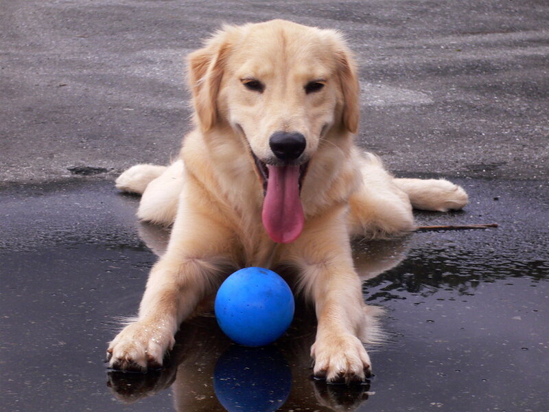 Golden retriever with blue ball