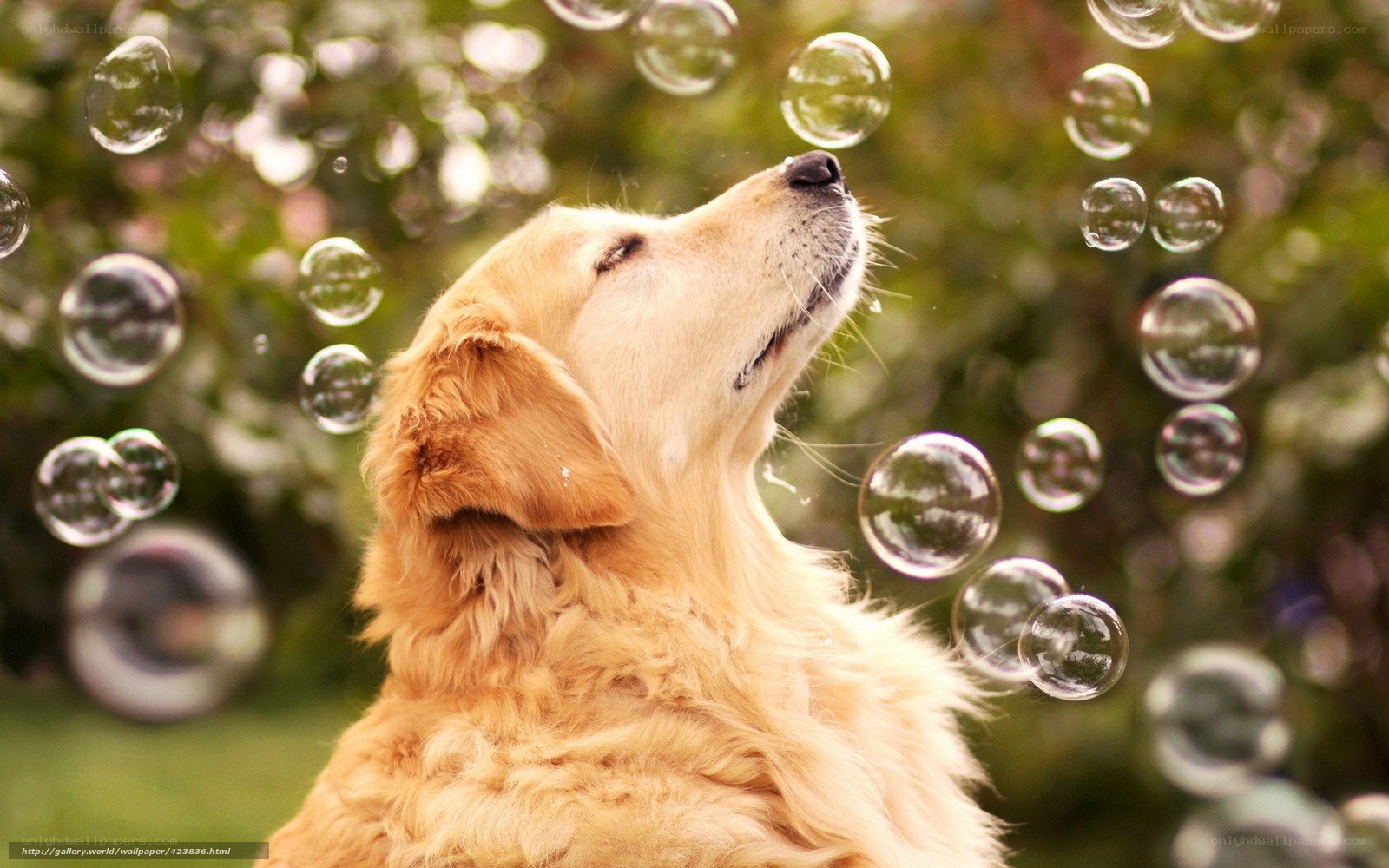 Golden Retriever with Bubbles
