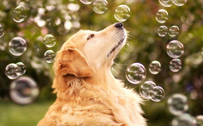 Golden Retriever with Bubbles