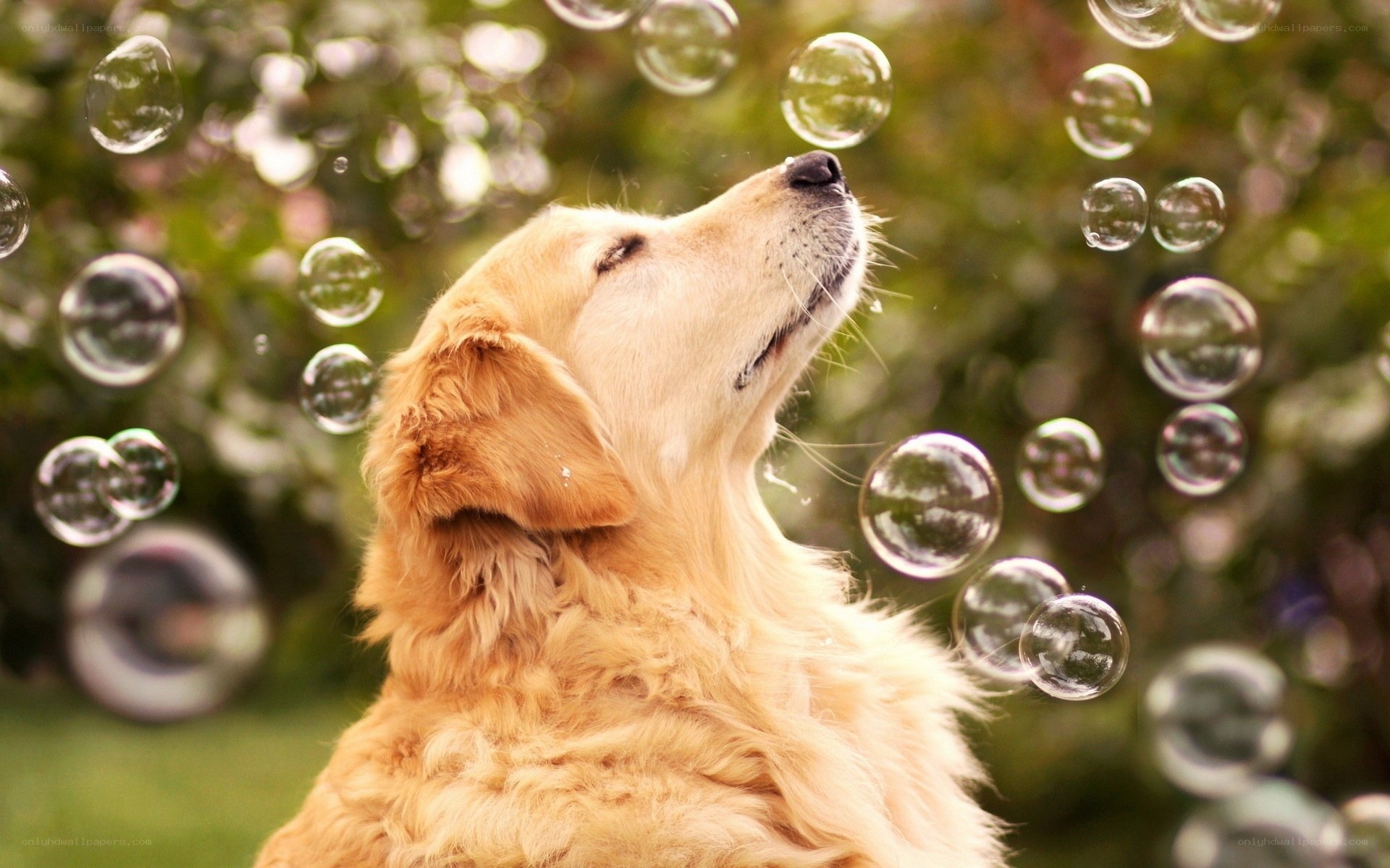 Golden Retriever with Bubbles