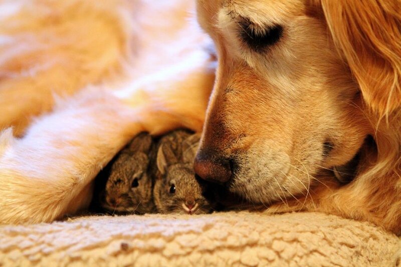Golden Retriever with Bunnies